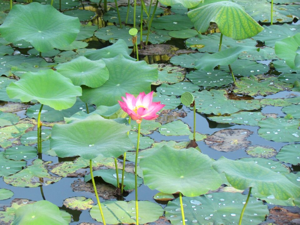 Green water summer