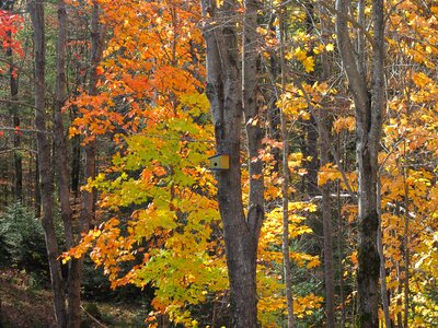 Trees autumn landscape forest photo