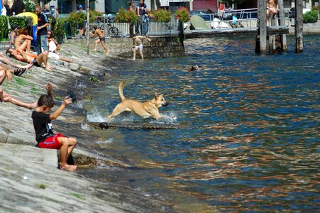 Lake dog summer
