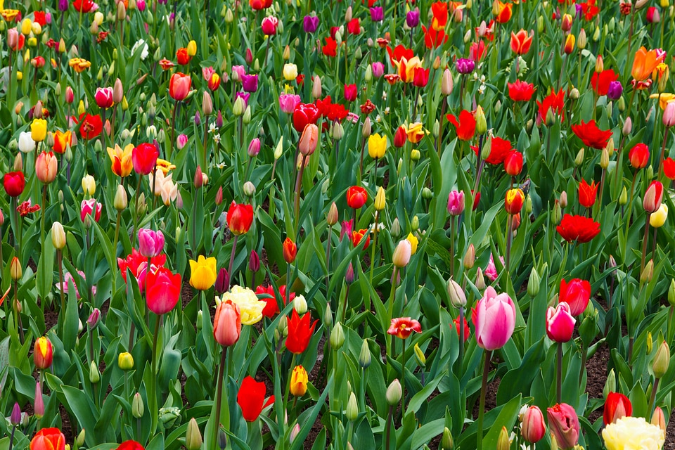 Blooming blossom bright