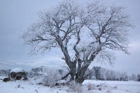 Frozen nature white