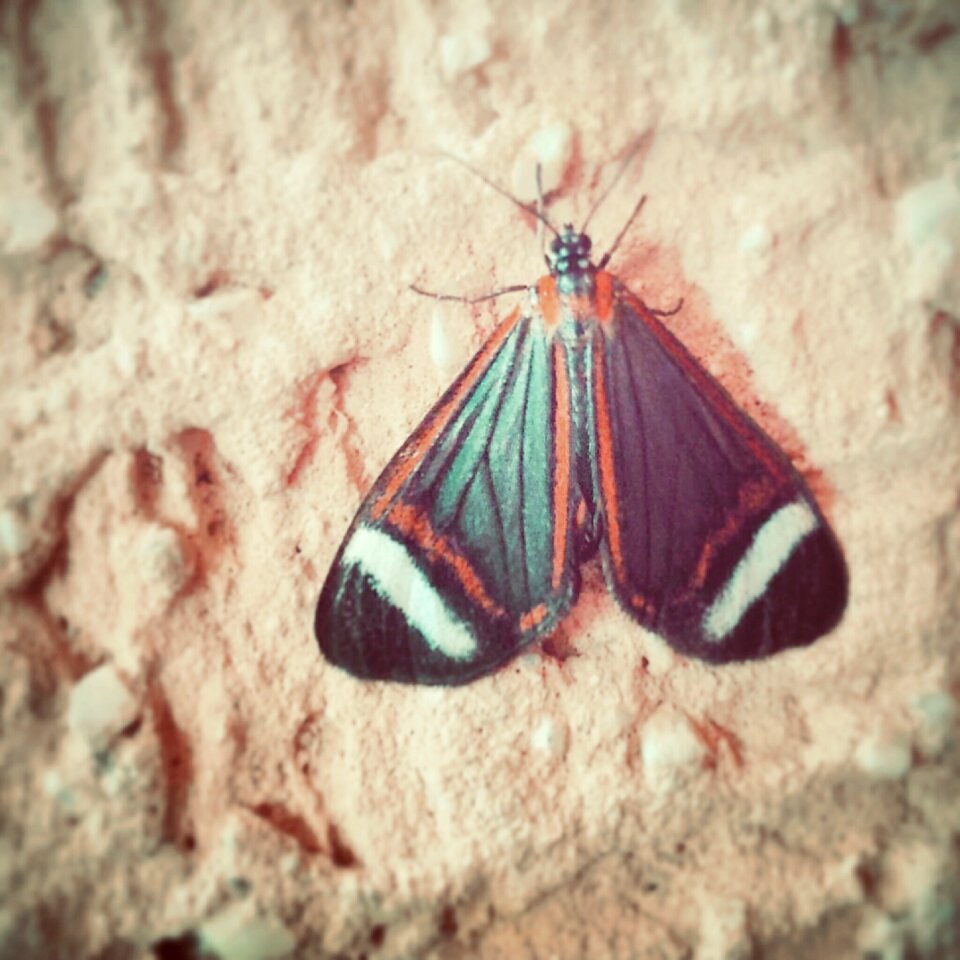 Animal nature i vicho