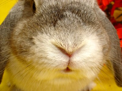 Bunny animal my favorite