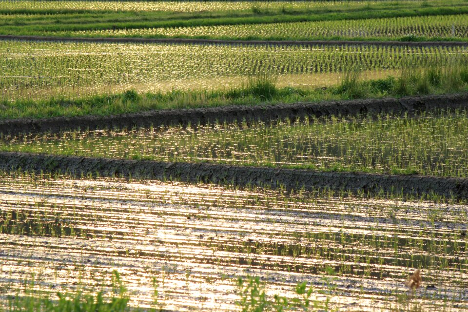 Yamada's rice fields countryside evening view photo