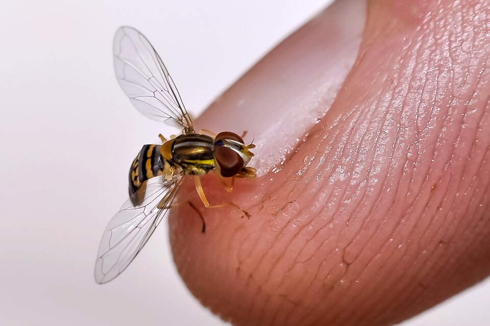 Insect muriçoca finger