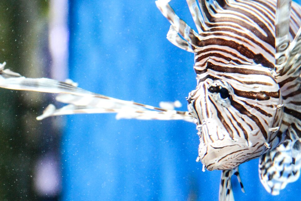 Coral nature animals
