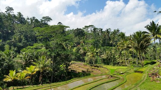 Rice field palm bali photo