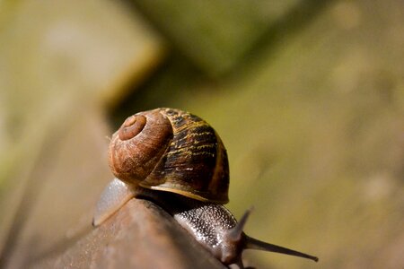 Spiral molluscum shell photo