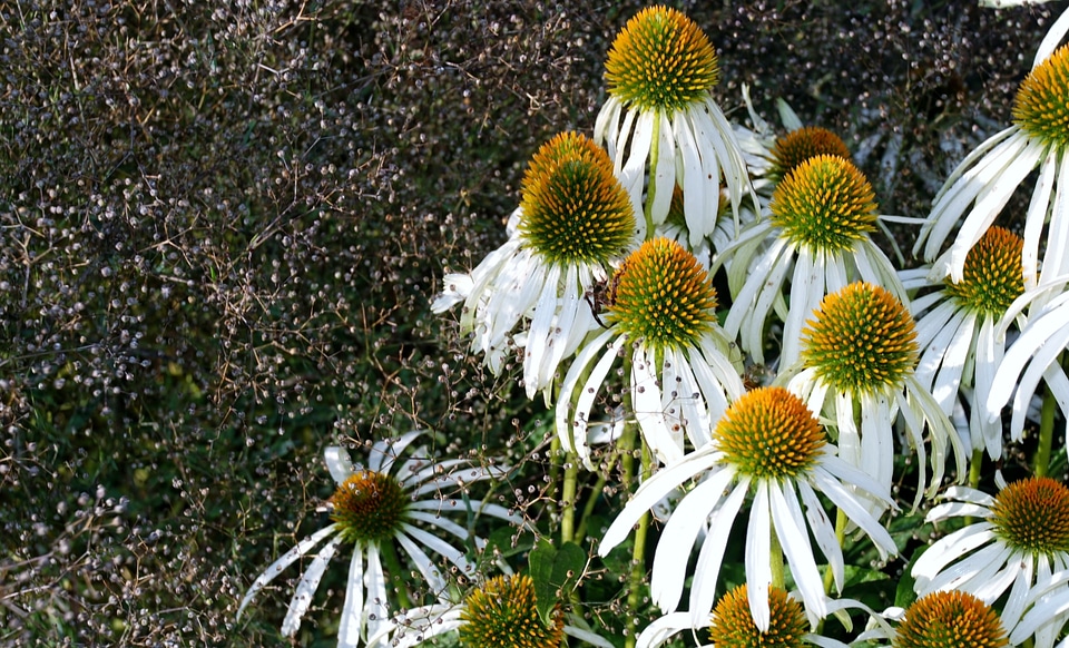 Anemones leaf nature