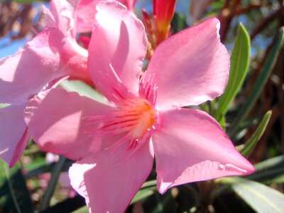 Tropical island hibiscus