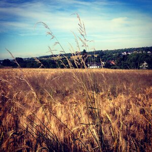 Cornfield grain wheat photo