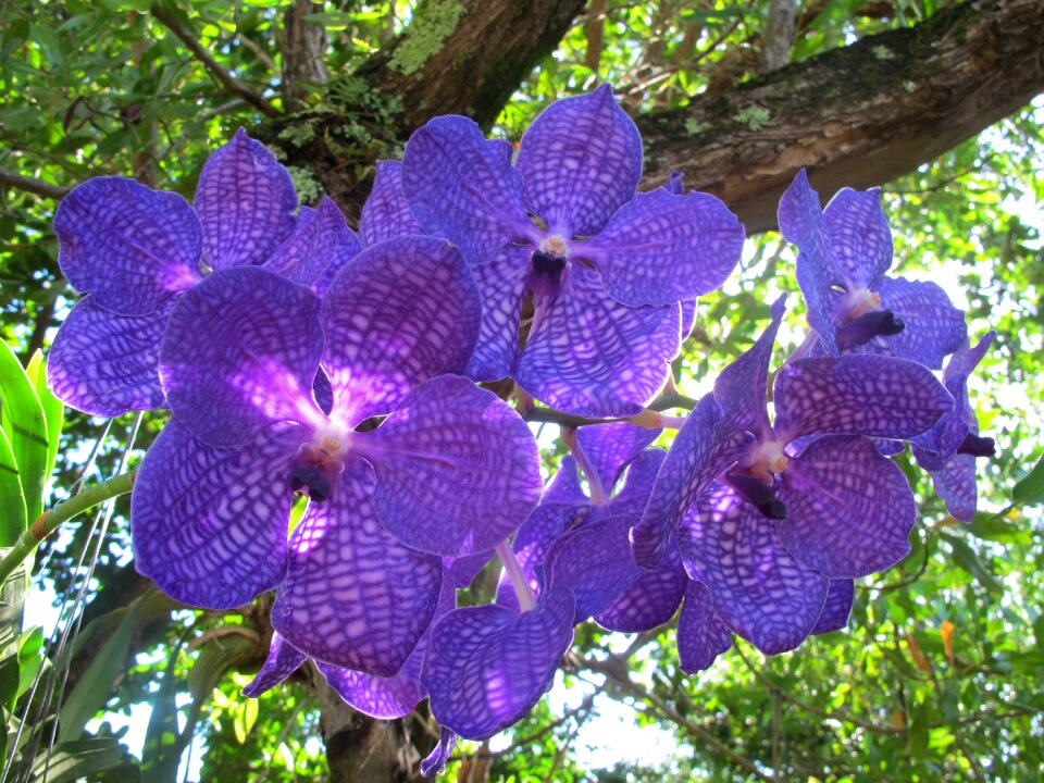 Puerto plata blue orchid nature