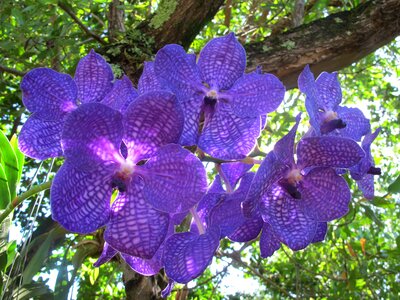 Puerto plata blue orchid nature