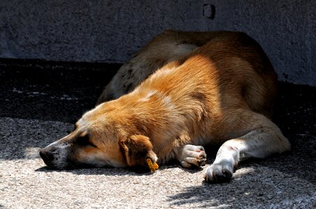 Nap sun animal