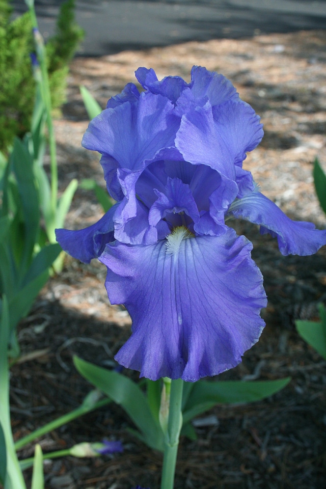 Floral plant blossom