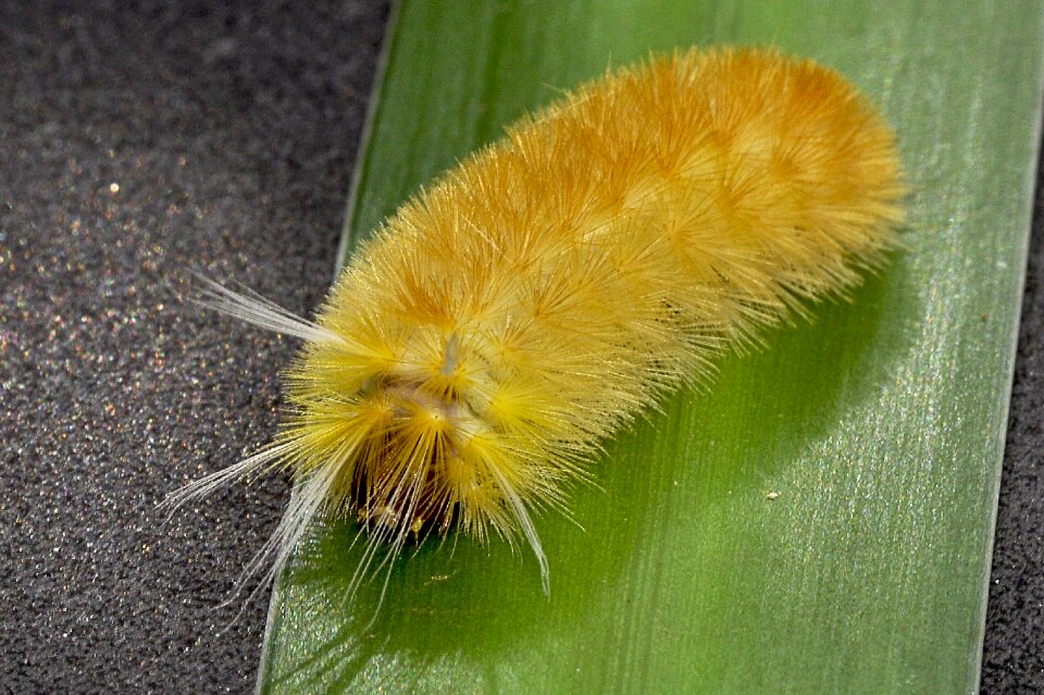 Caterpillar yellow hairy photo