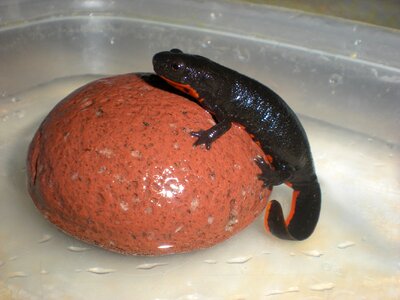Amphibian protected animal