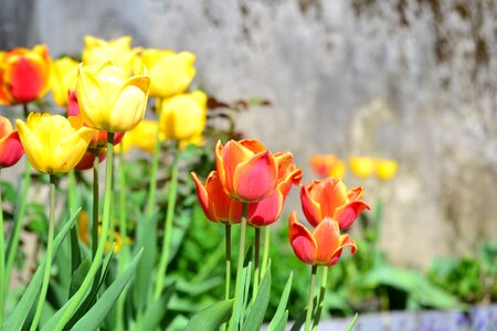 Garden spring tulips photo