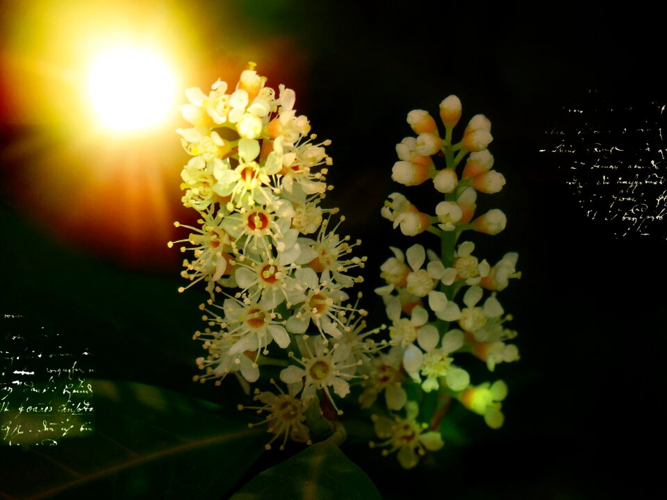 Bayberry bush lighting