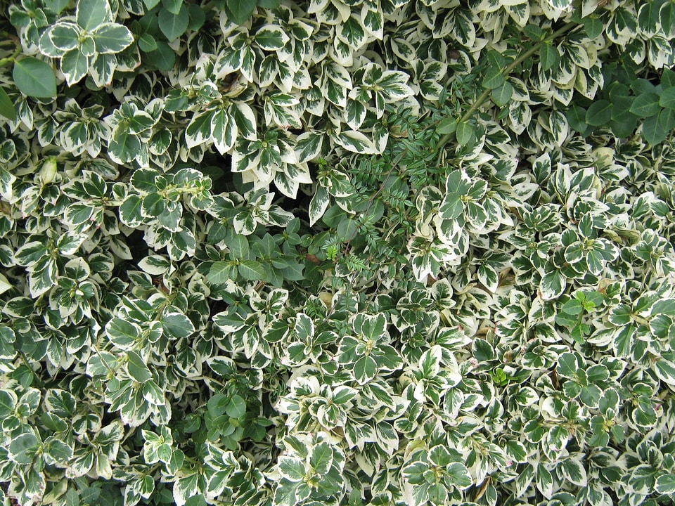 Leaf plant foliage