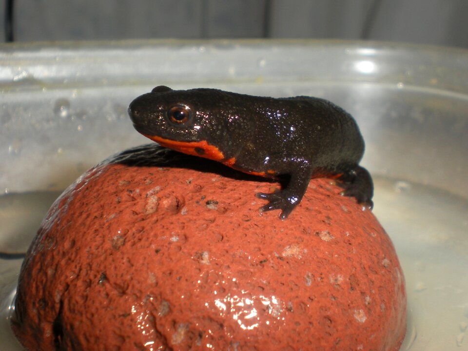Amphibian protected animal