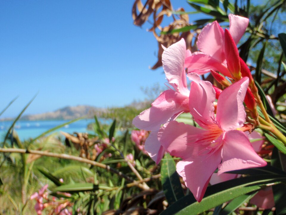 Nature pink fiji