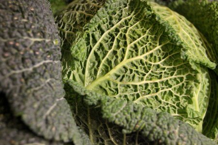 Vegetables green leaves