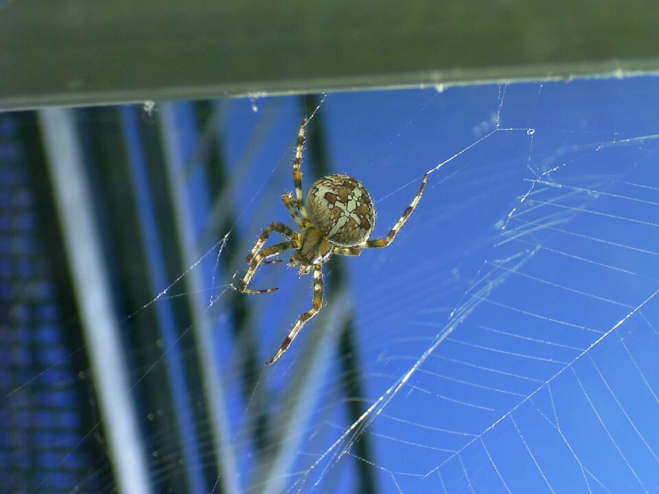 Spider cobweb close up