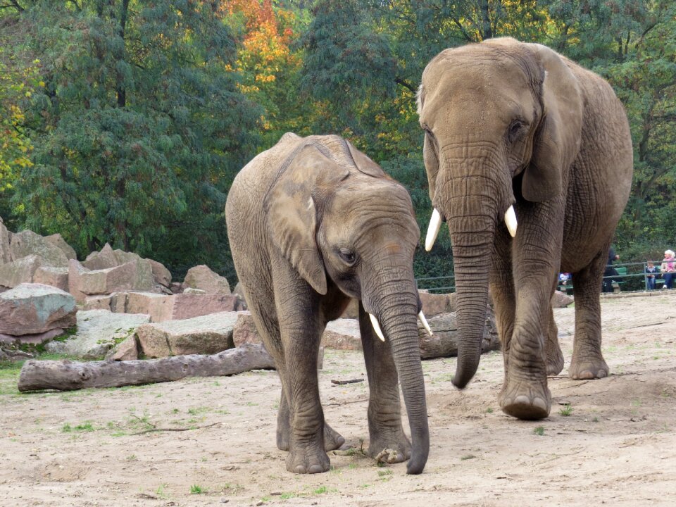 Elephant proboscidea mammals
