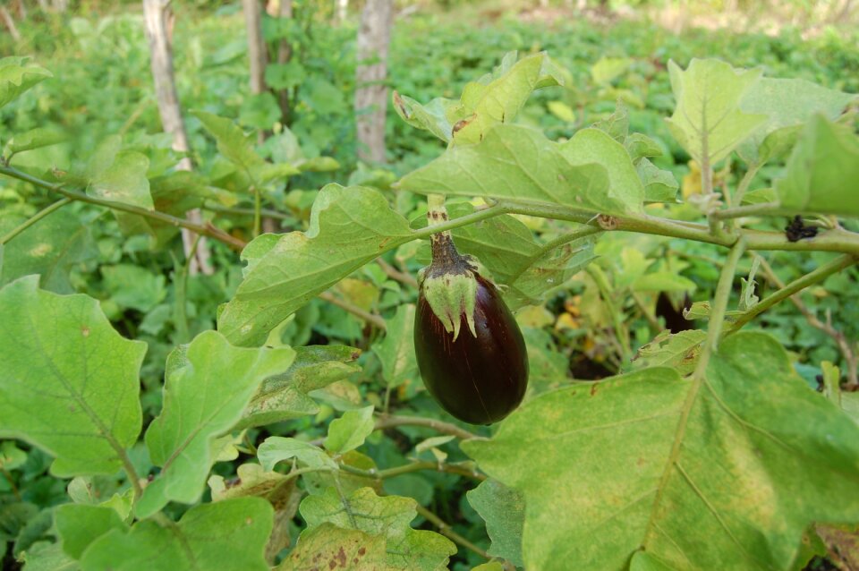 Fruit eggplant vegetables