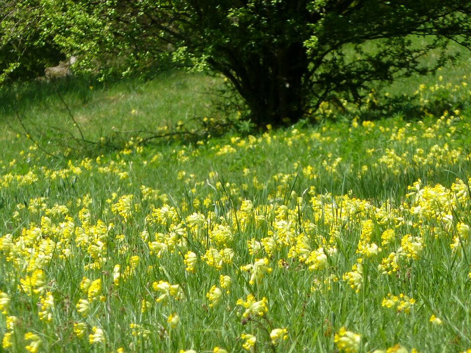 Bloom meadow yellow