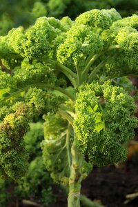 Winter vegetables food green