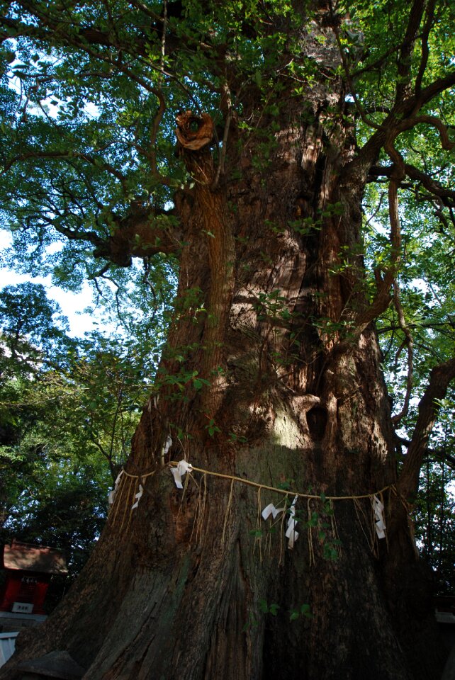 Shrine ichinomiya shrine religion