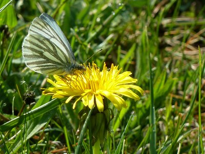 Dandelion collect nectar spring