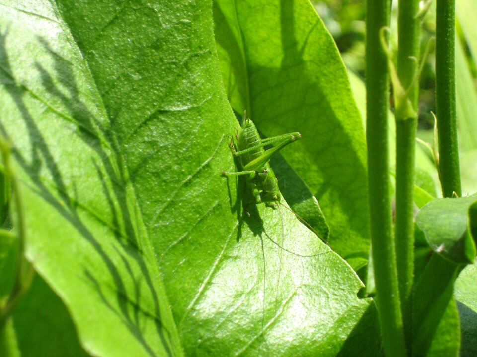 Insect nature leaf photo