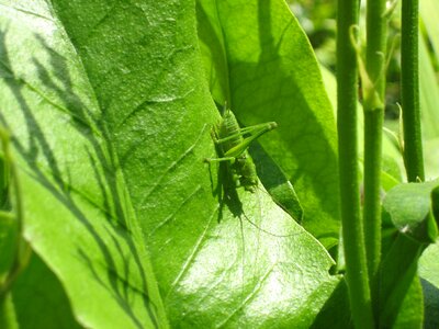 Insect nature leaf photo