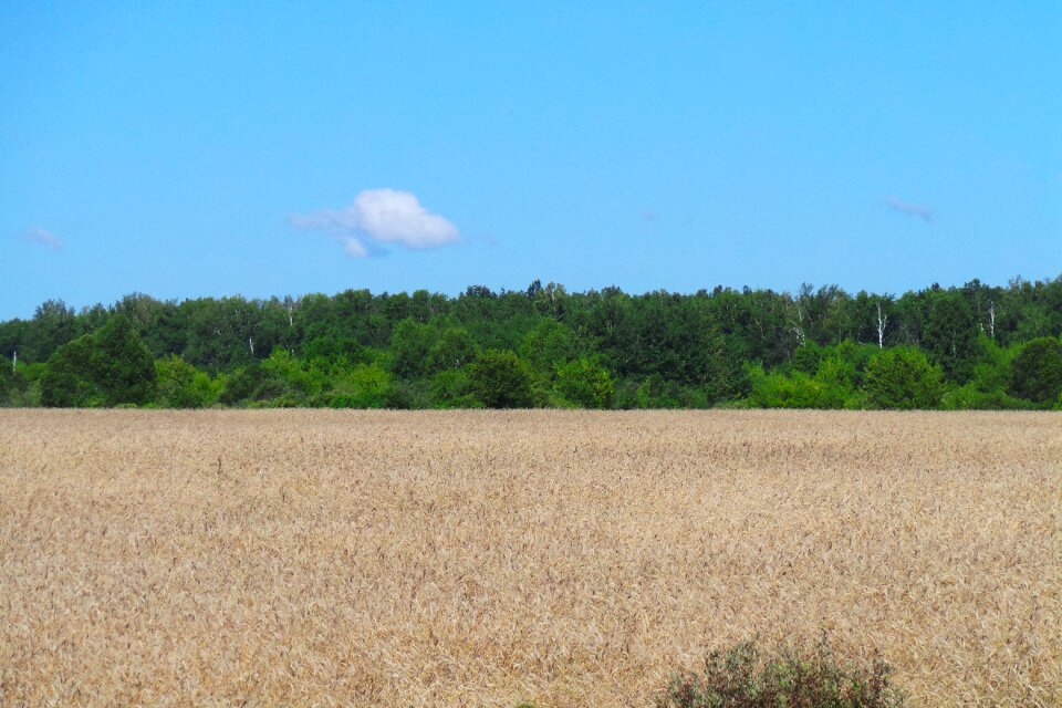 Nature clean summer