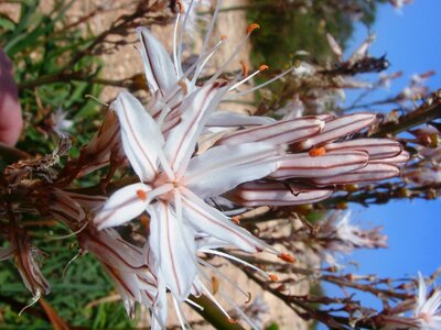 Island flora plant