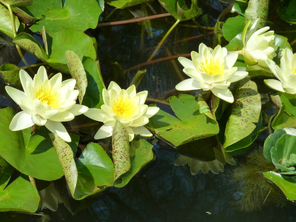 Aquatic plant lake rose blossom