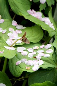 Dake onsen cherry blossoms petal
