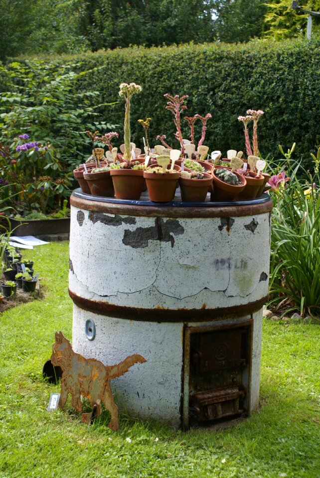 Garden washtub bloom
