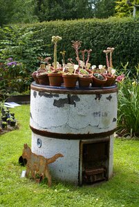 Garden washtub bloom