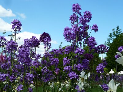 Violet spring colorful