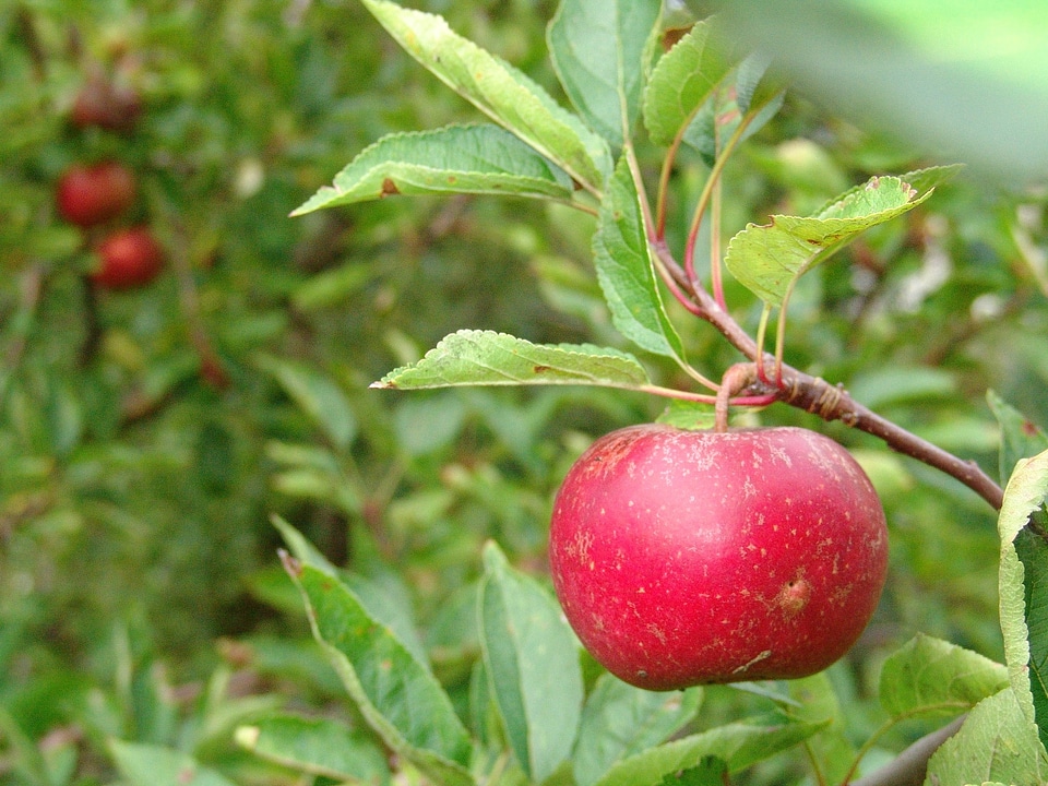 Fruit apple tree harvest