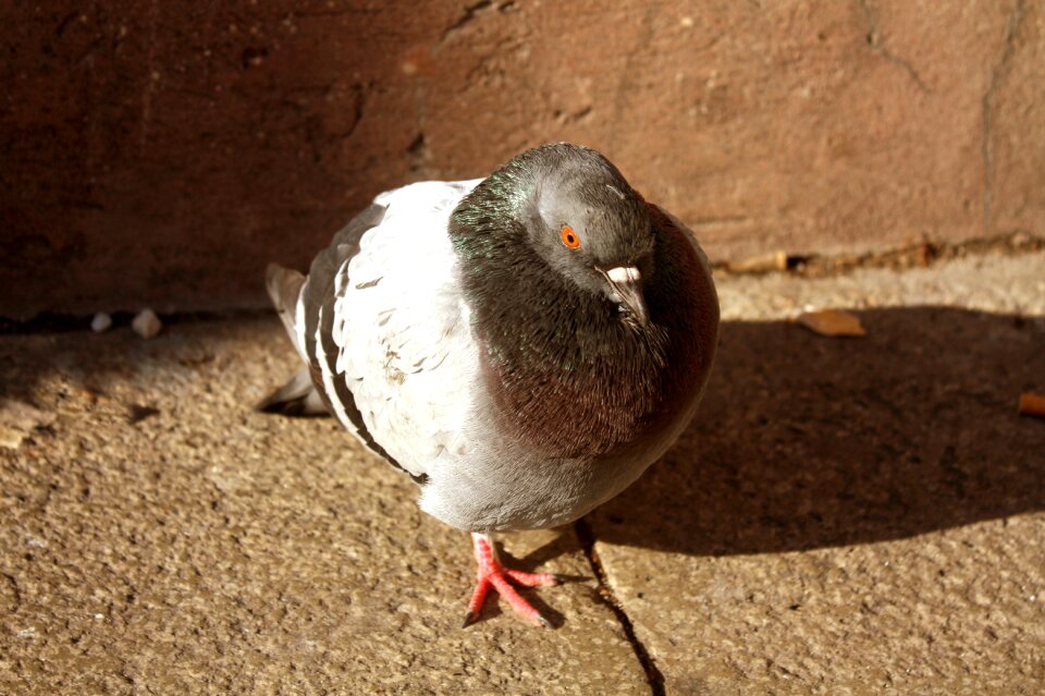Nature animal