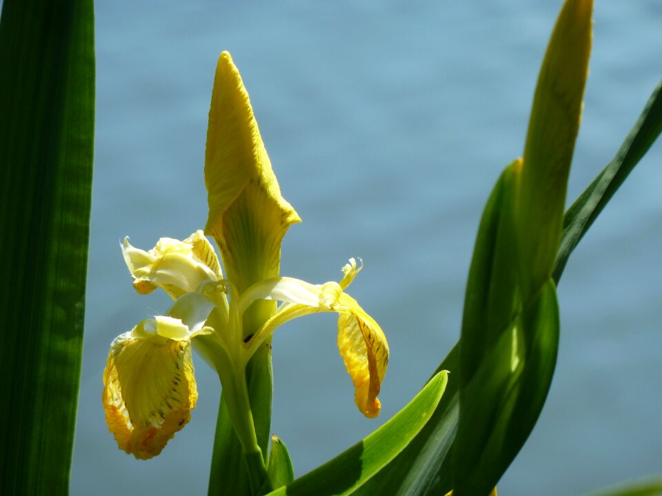 Water lake aquatic plant