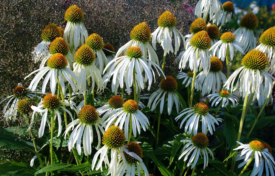Anemones leaf nature