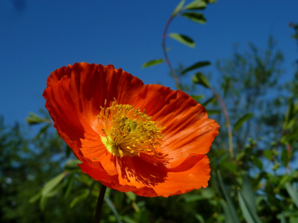 Bright poppy poppy flower