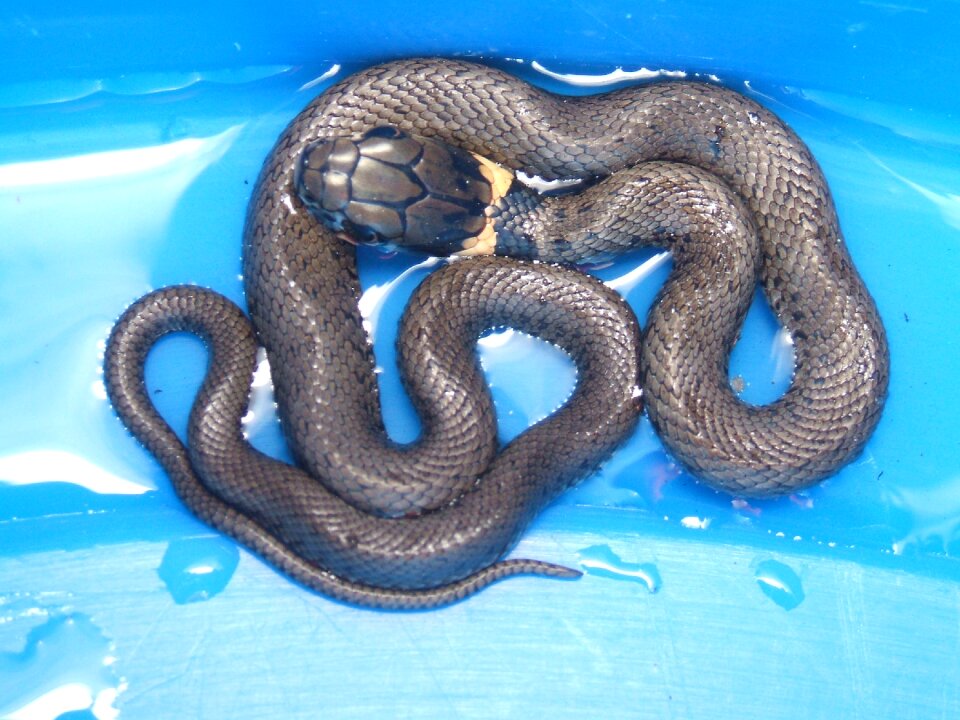 Snake nature Free photos