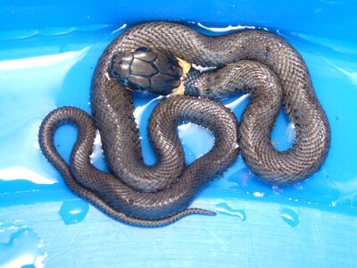 Snake nature Free photos